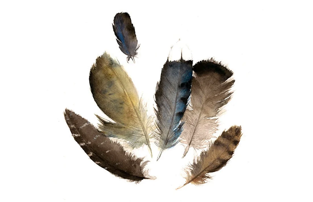 Этюды перьев птиц акварель