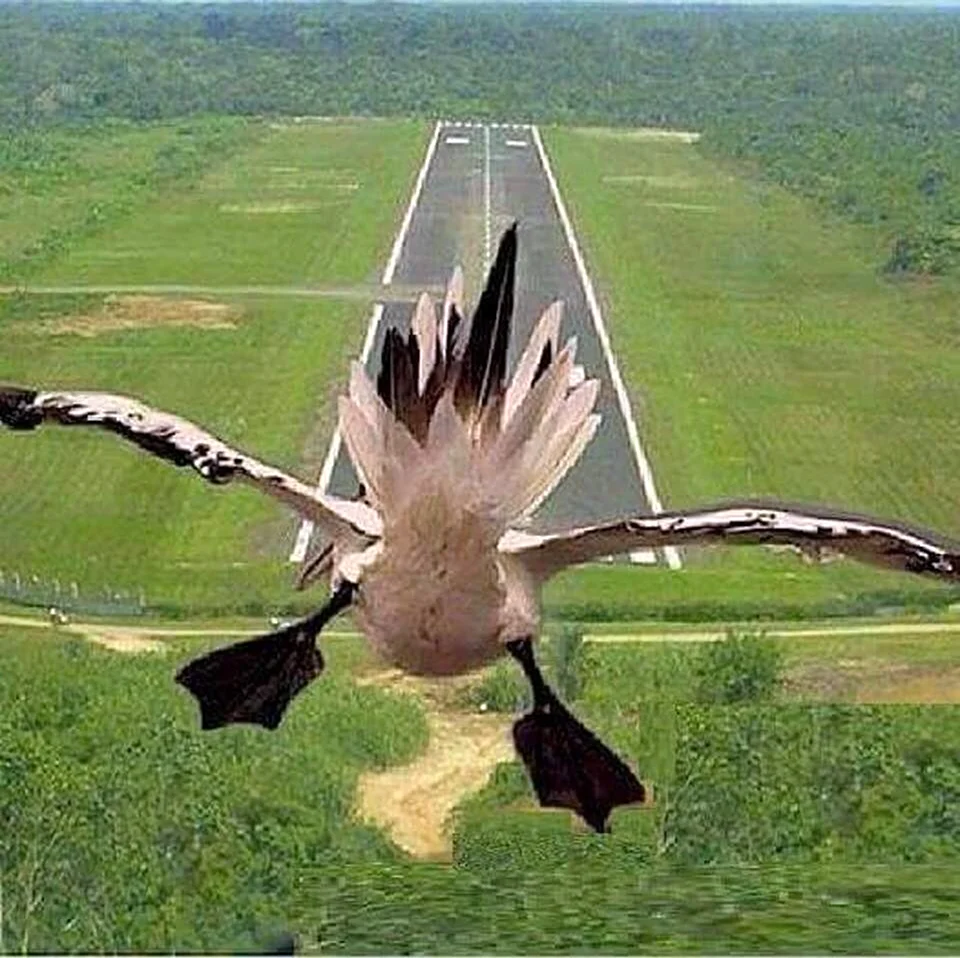Это птица это самолет