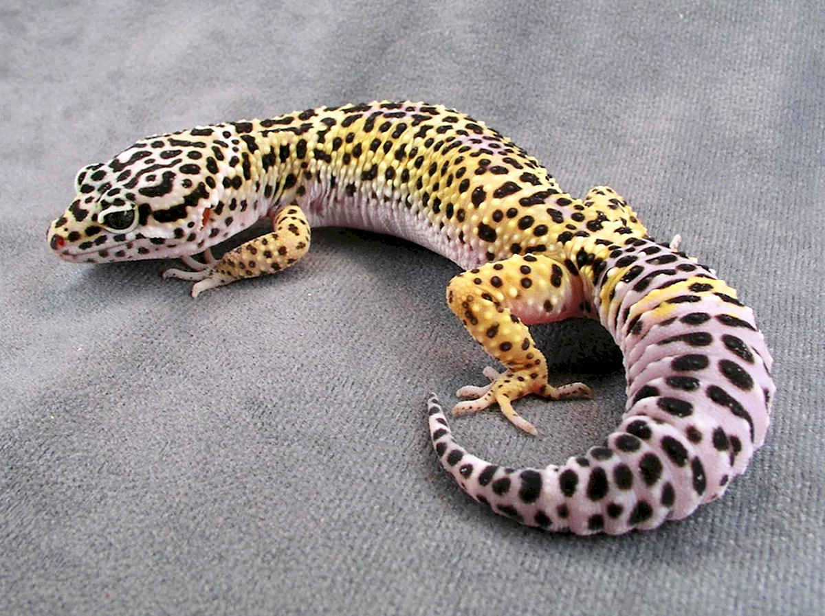Эублефар леопардовый геккон