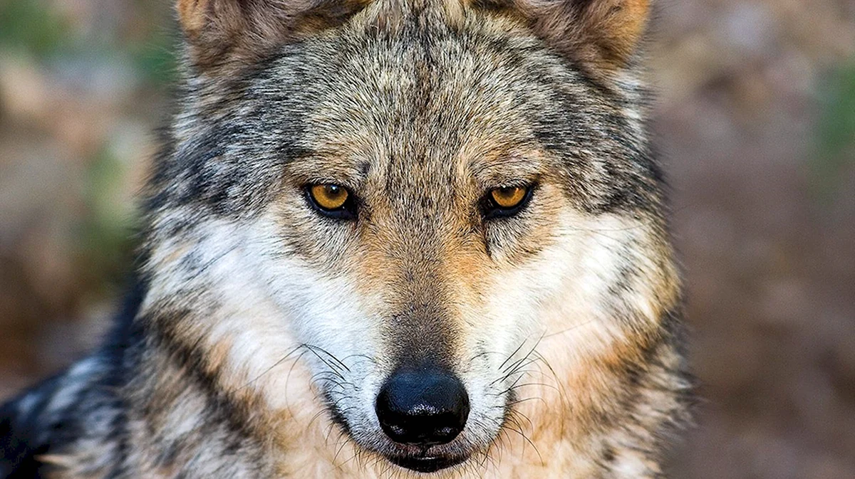 Евроазиатский волк