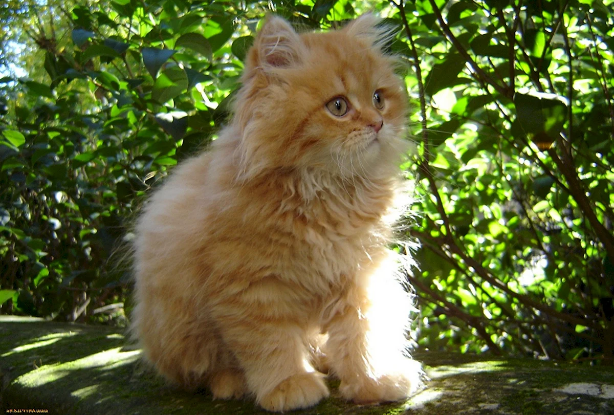 Европейская длинношерстная кошка рыжая