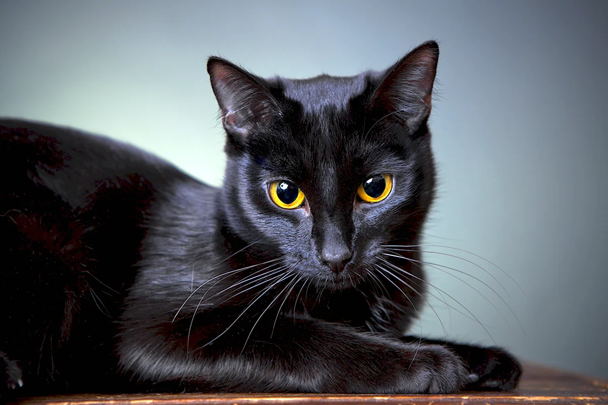 Европейская гладкошерстная кошка черная
