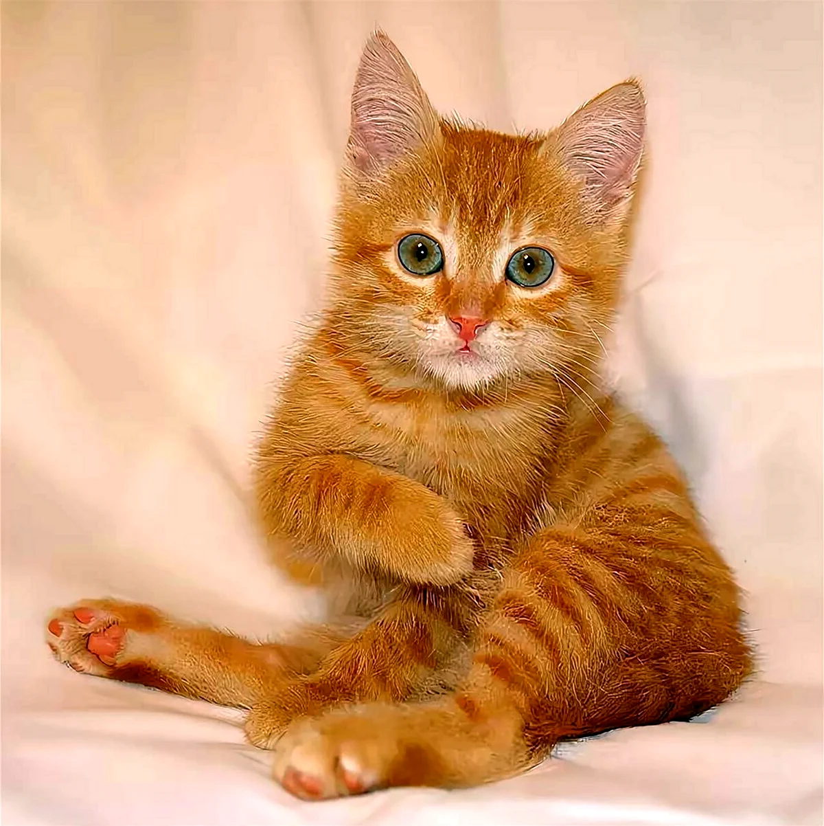 Европейская гладкошерстная кошка рыжая