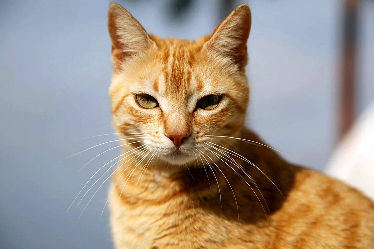 Европейская короткошерстная кошка рыжая