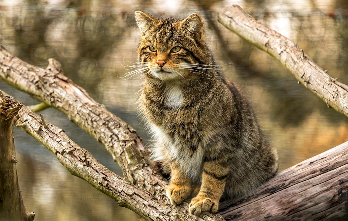 Европейский Лесной кот камышовый