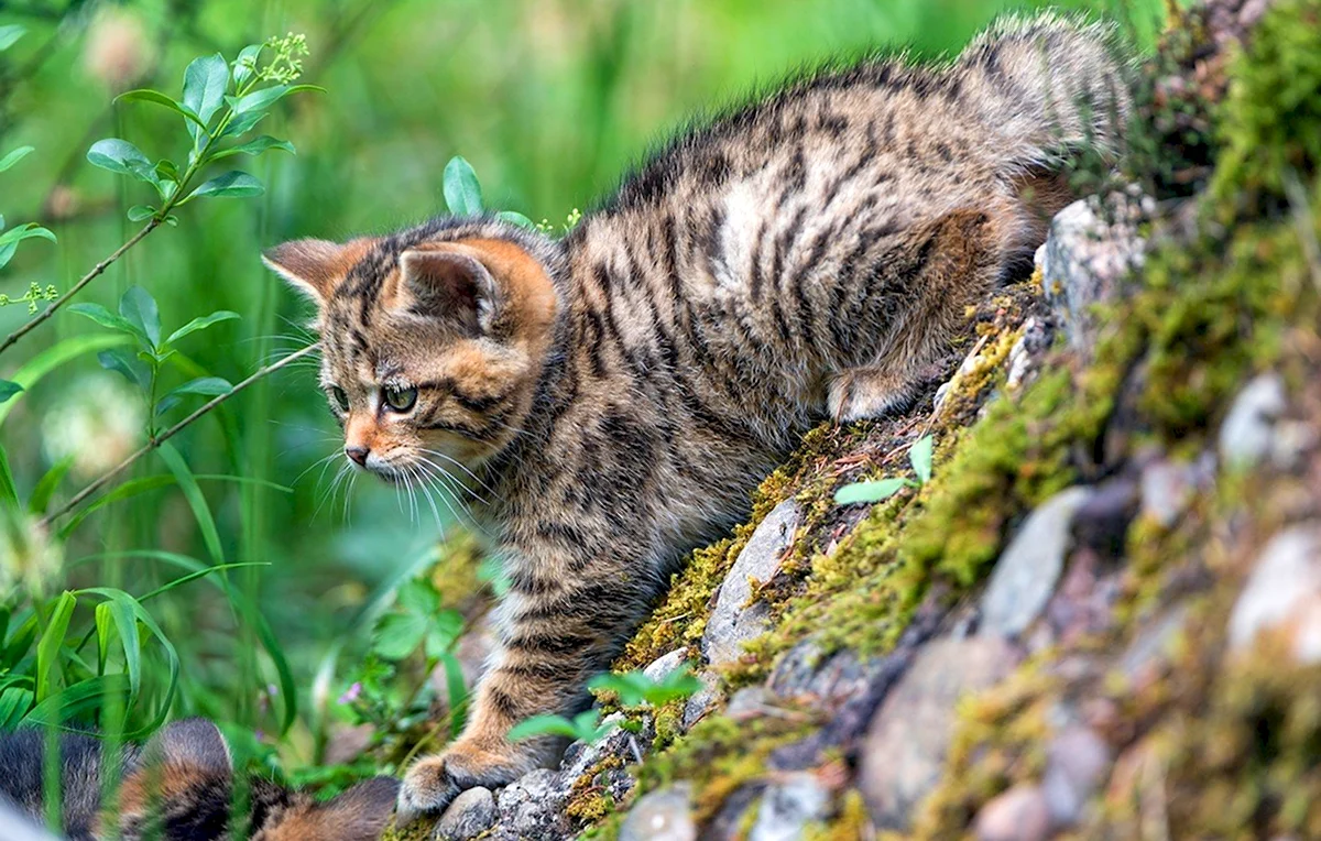 Европейский Лесной кот котенок
