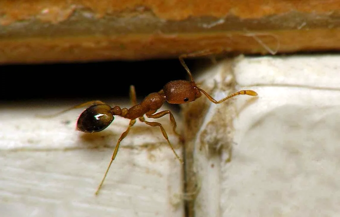 Фараонов муравей – Домовой муравей