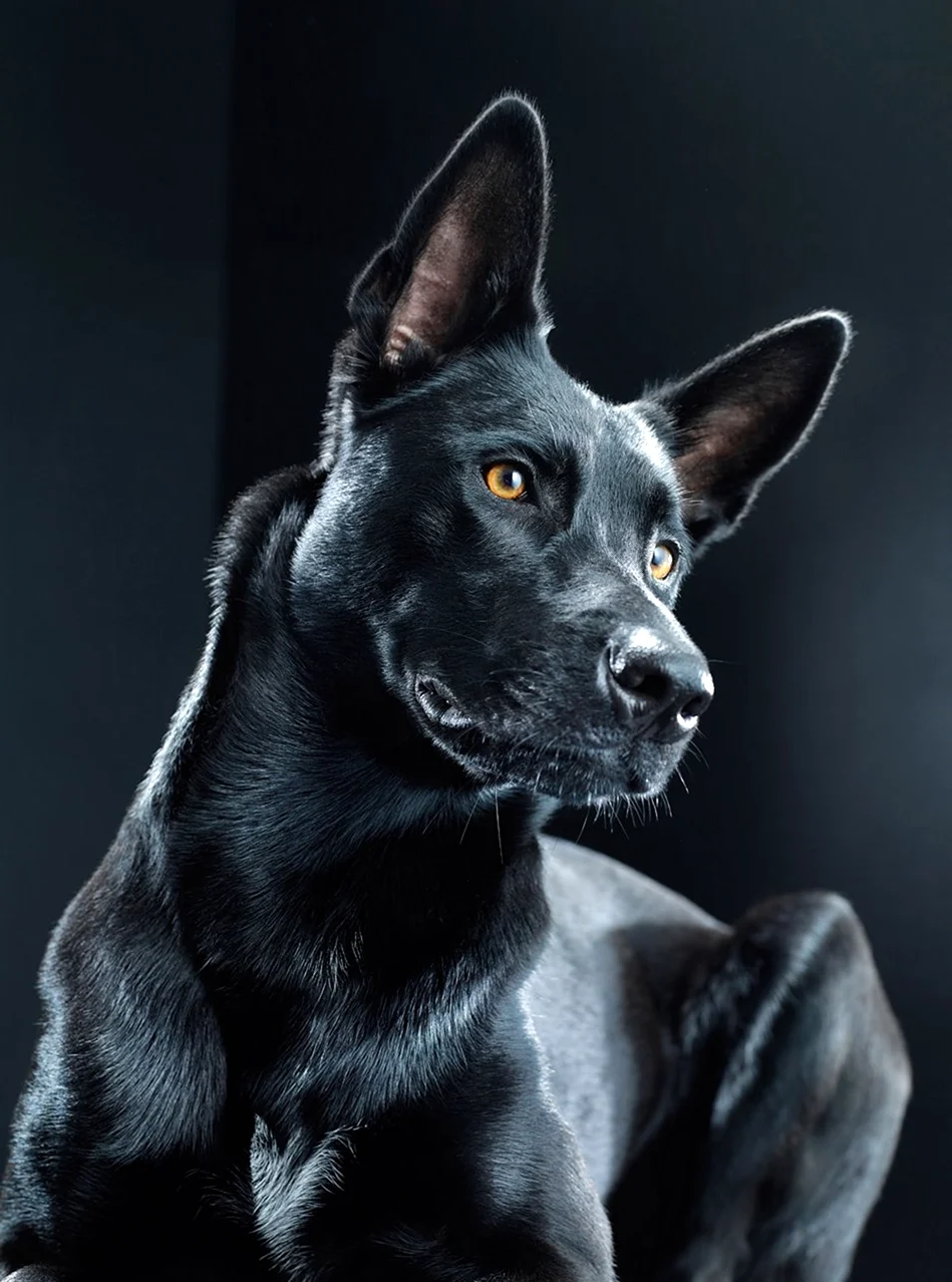 Фараонова собака черная