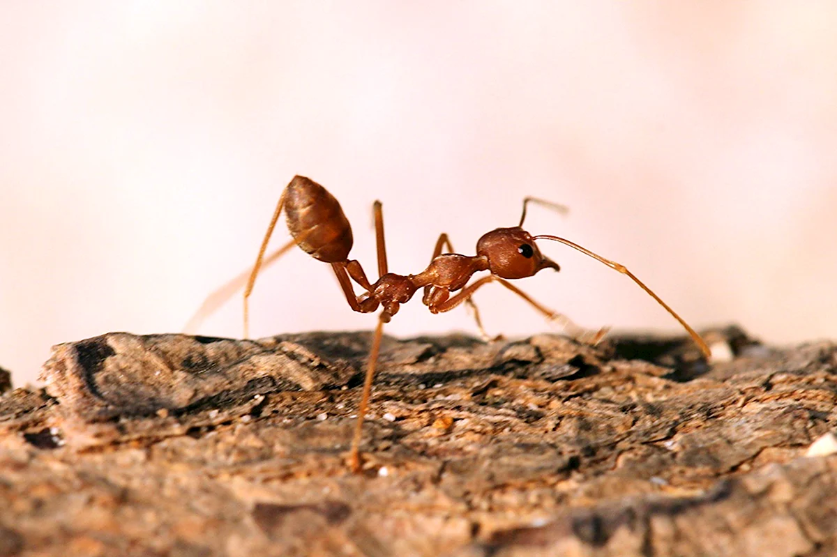 Фараоновые муравьи Муравейник
