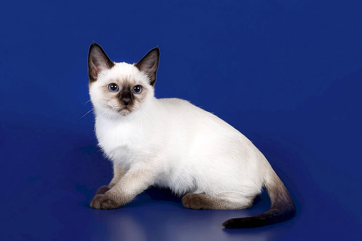 Фенотип тайской кошки