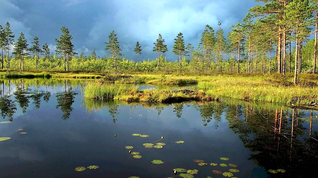 Финляндия болото