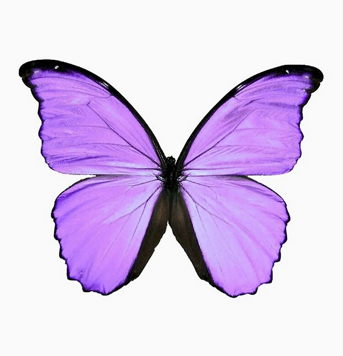 Фиолетовые бабочки картинки для печати