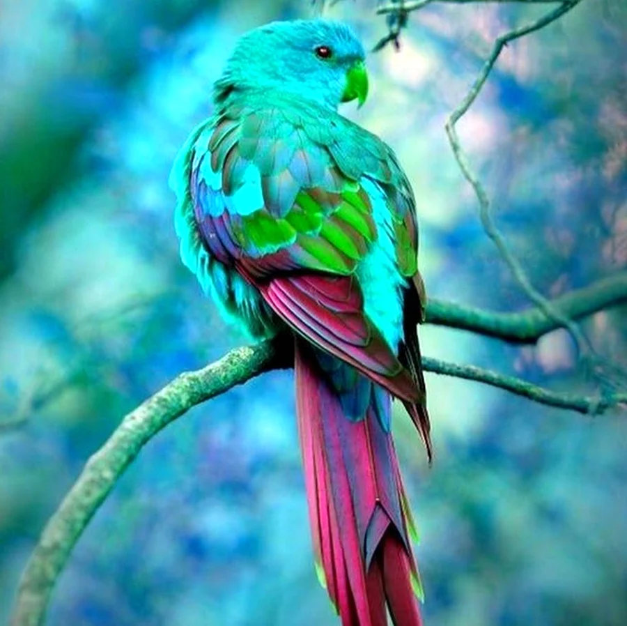 Фиолетовый попугай