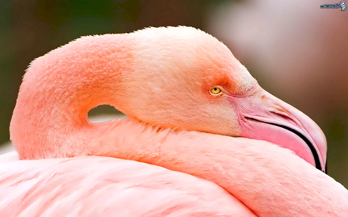 Фламинго Грейтер