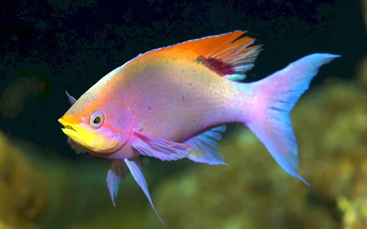 Фламинго рыбка аквариумная