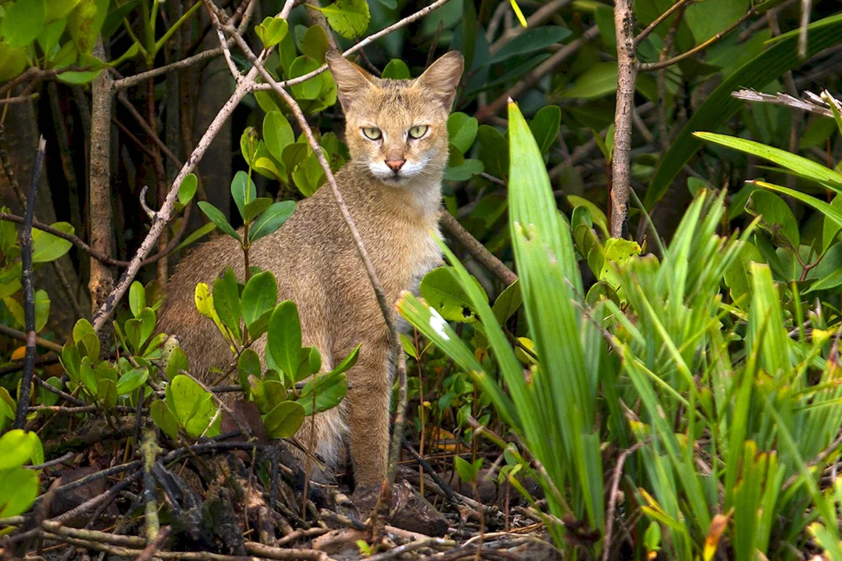 Флоридская Болотная кошка