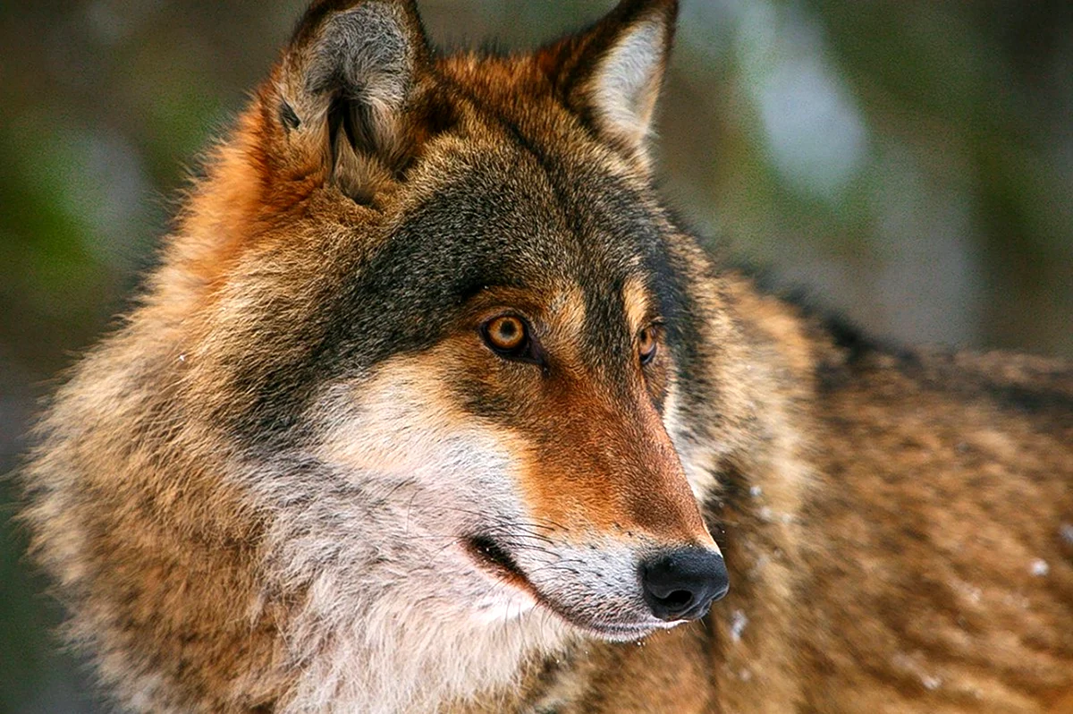 Флоридский рыжий волк