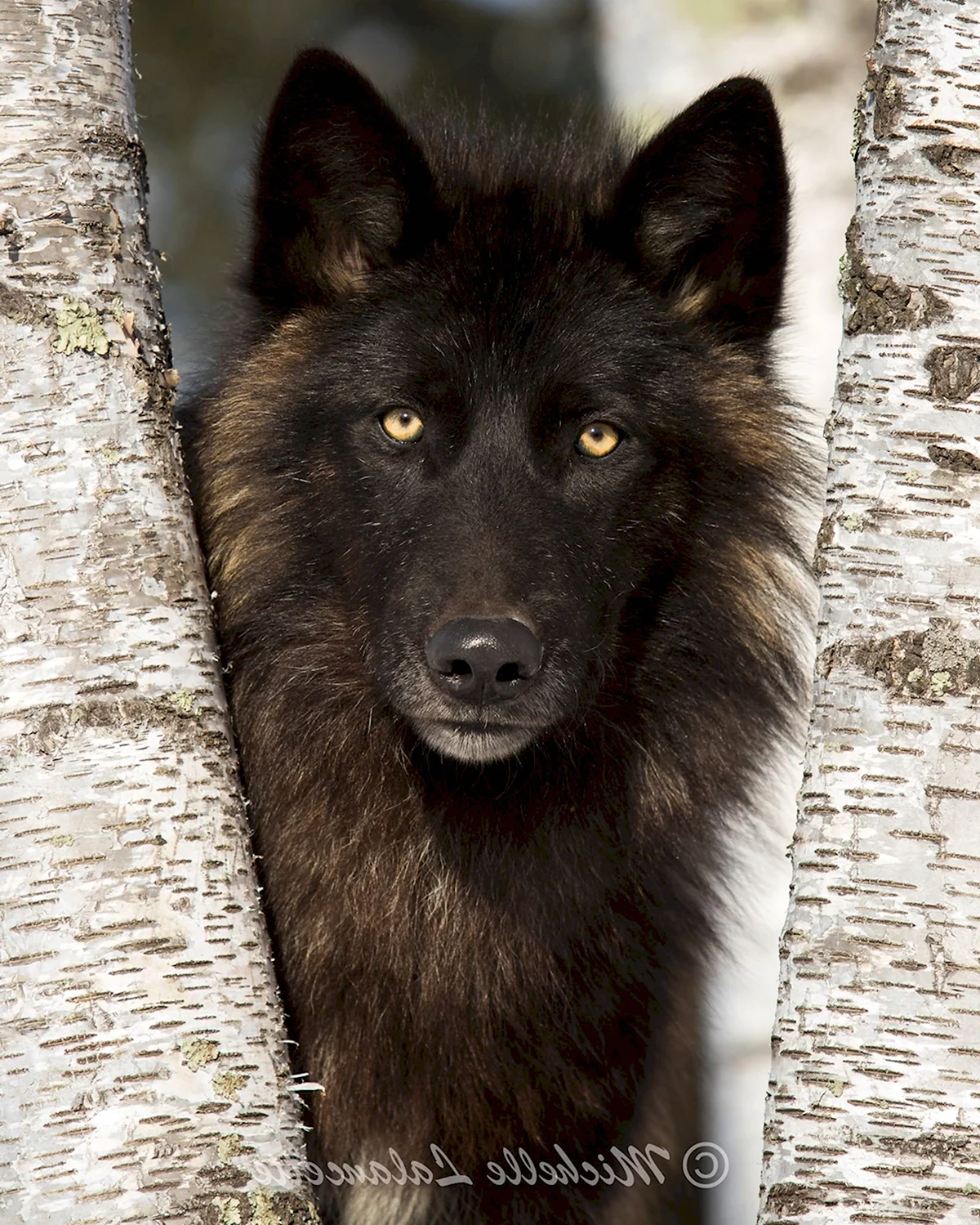 Флоридский волк