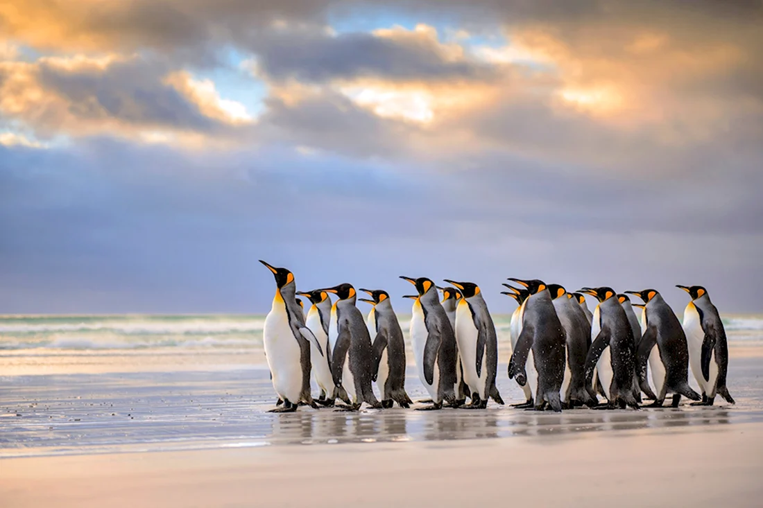 Фолклендские острова пингвины