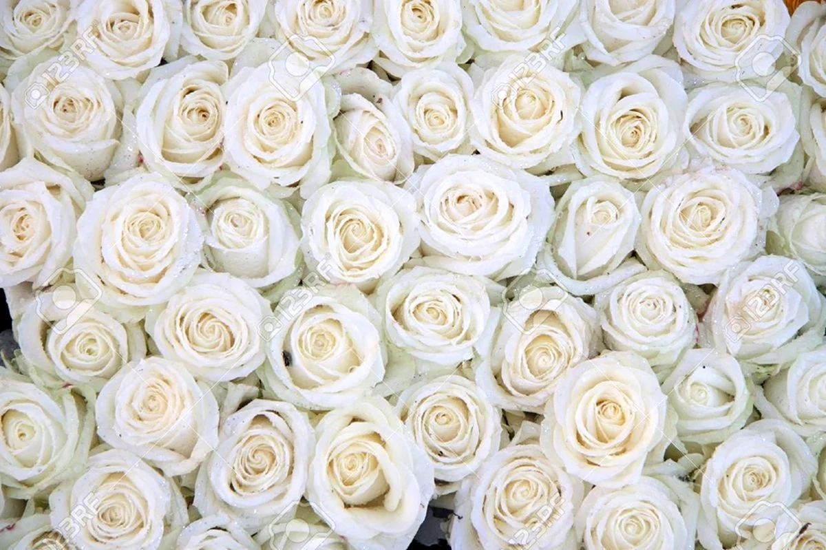 Фон из белых роз