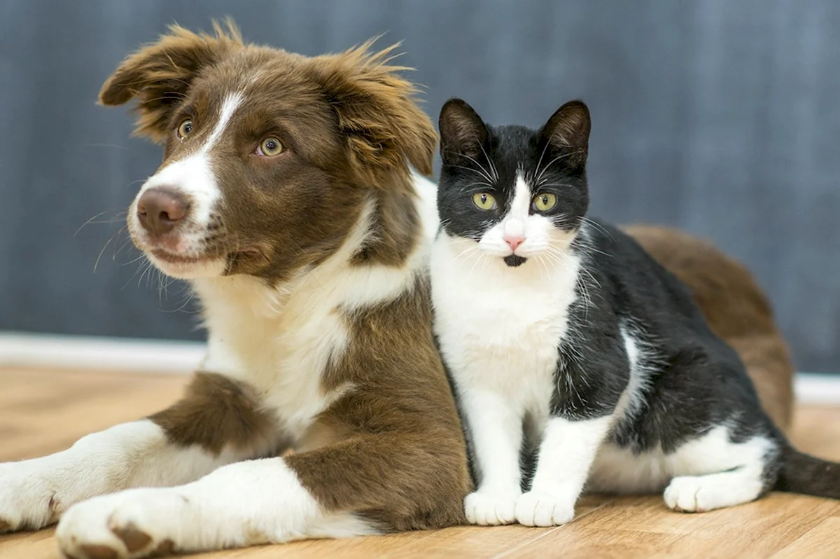 Фото кошек и собак