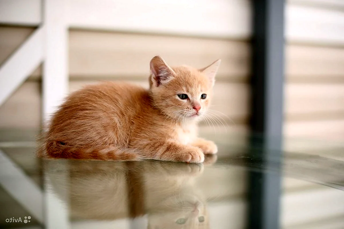 Фото маленького котёнка персикого цвета