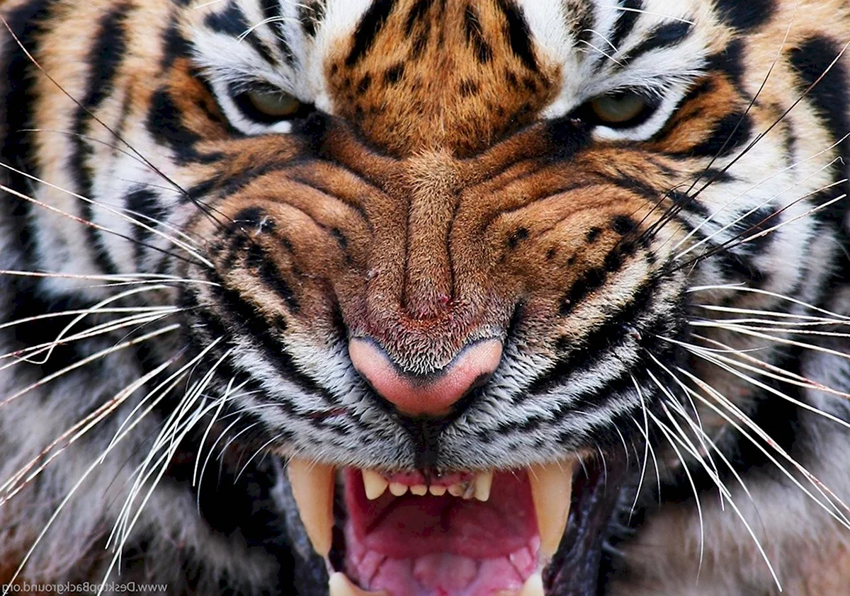 Фото пасть тигра крупным планом