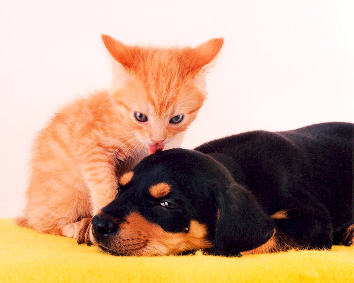 Фото собачек и кошек