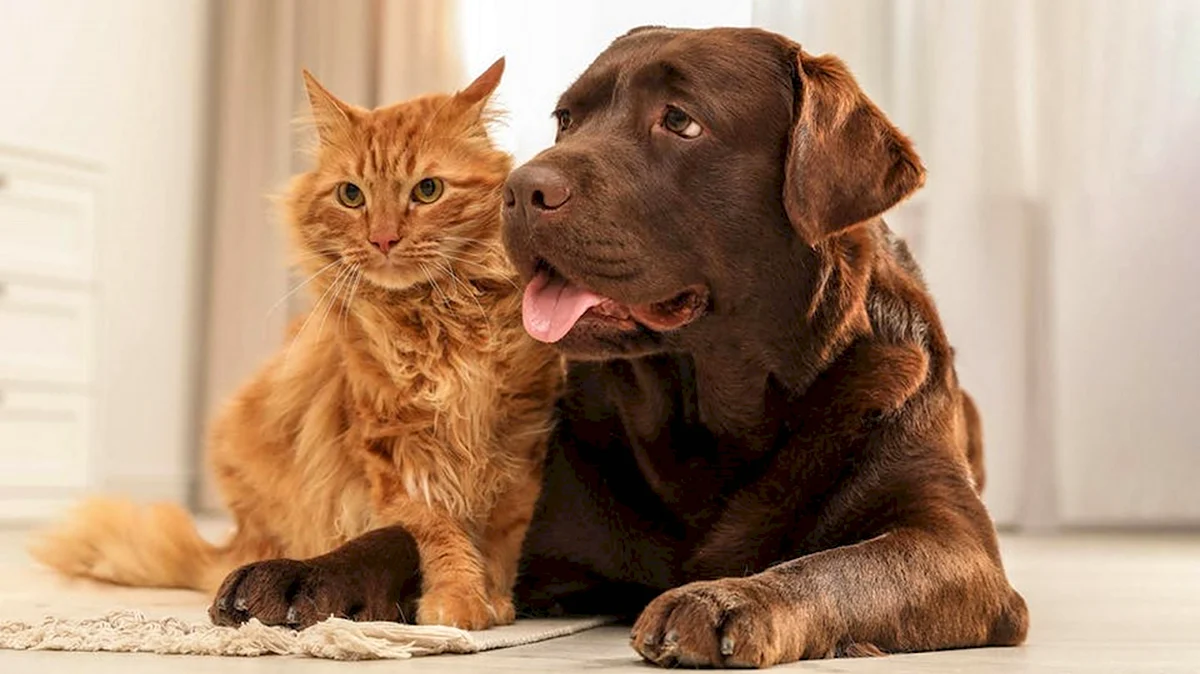 Фото собак и кошек вместе