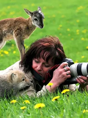 Фотограф фотографирует животных