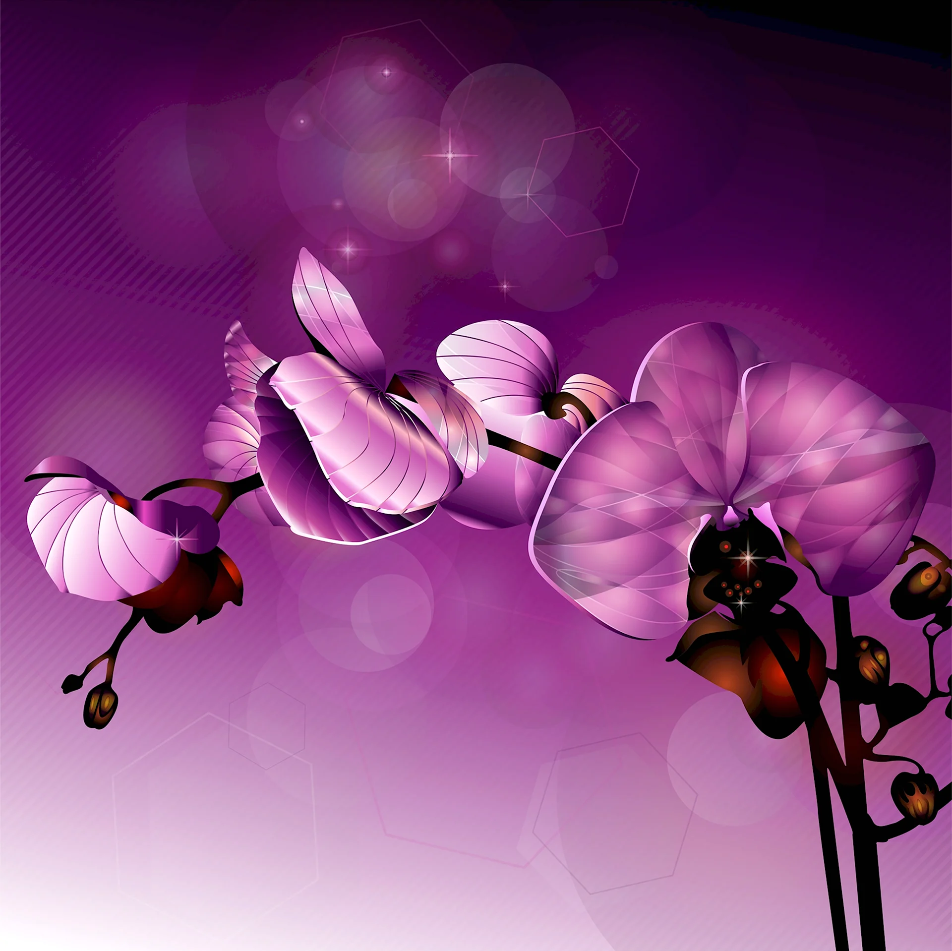 Фотообои орхидеи