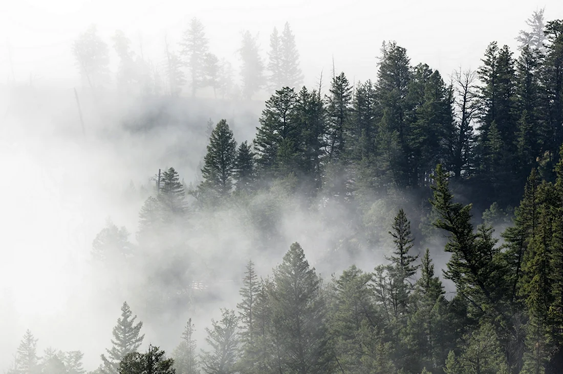 Фотообои туман над тайгой