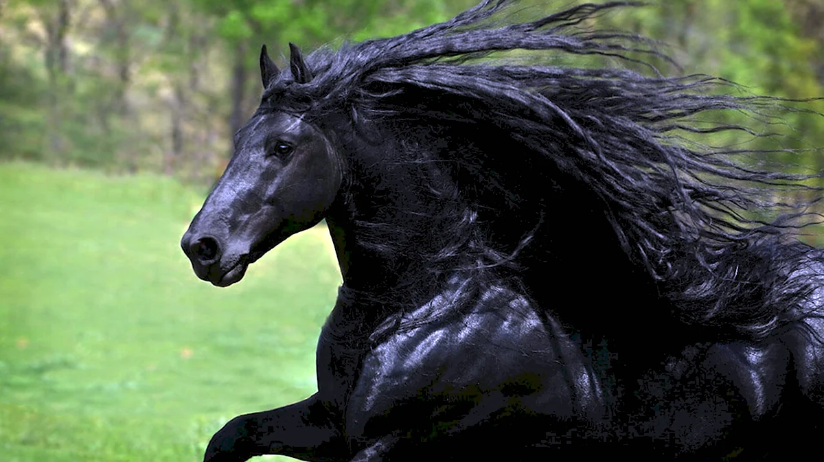 Фредерик Великий лошадь