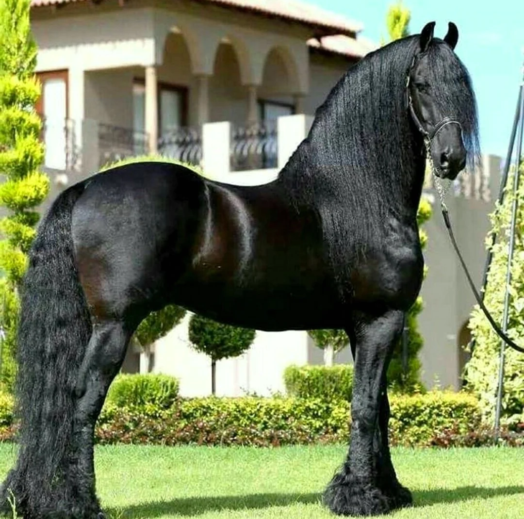 Фриз Фризская лошадь