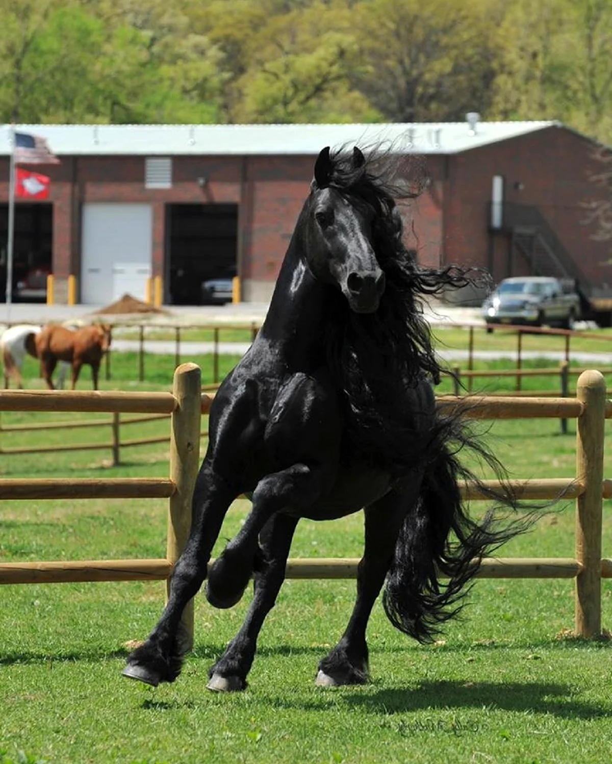 Фризская лошадь Фридрих Великий
