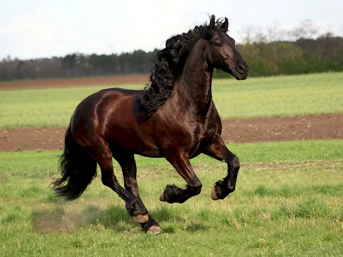 Фризская лошадь гнедая