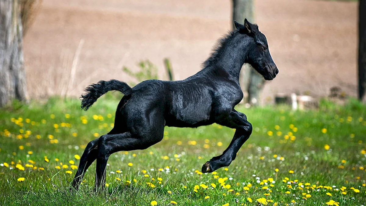 Фризская лошадь жеребенок