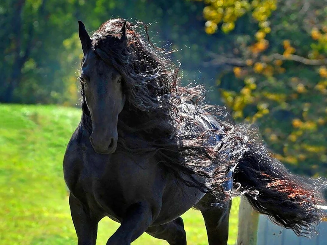 Фризский конь Фридрих Великий