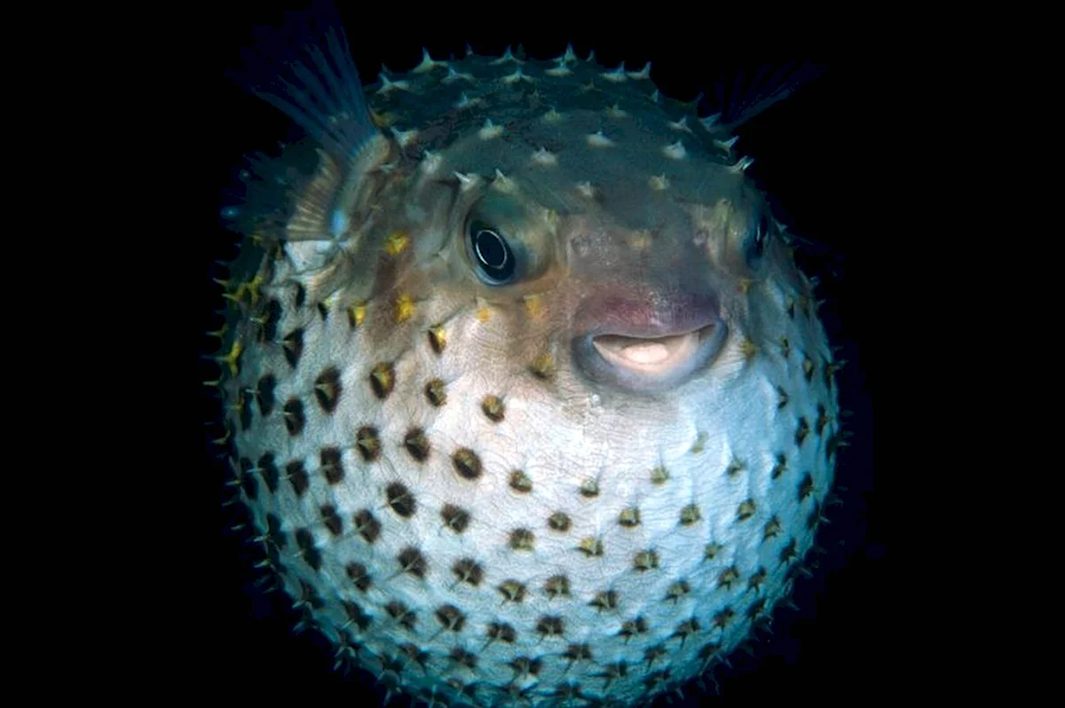 Фугу рыба-шар