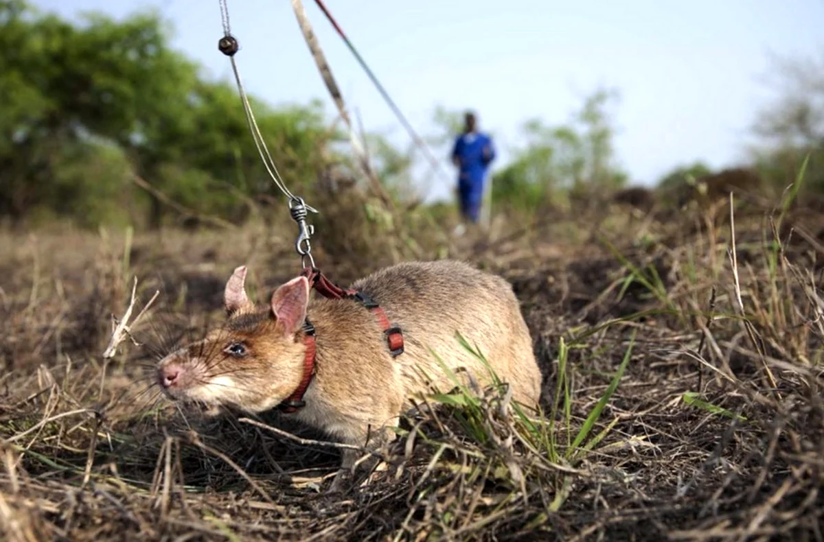 Гамбийская сумчатая крыса сапер