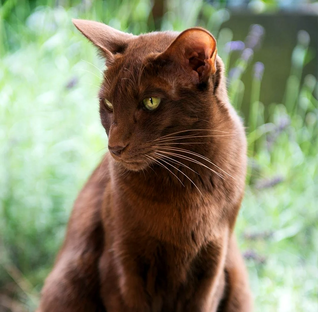 Гавана Браун кошка