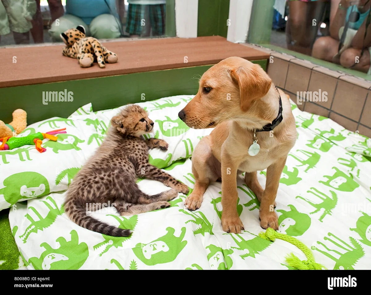Гепард и лабрадор