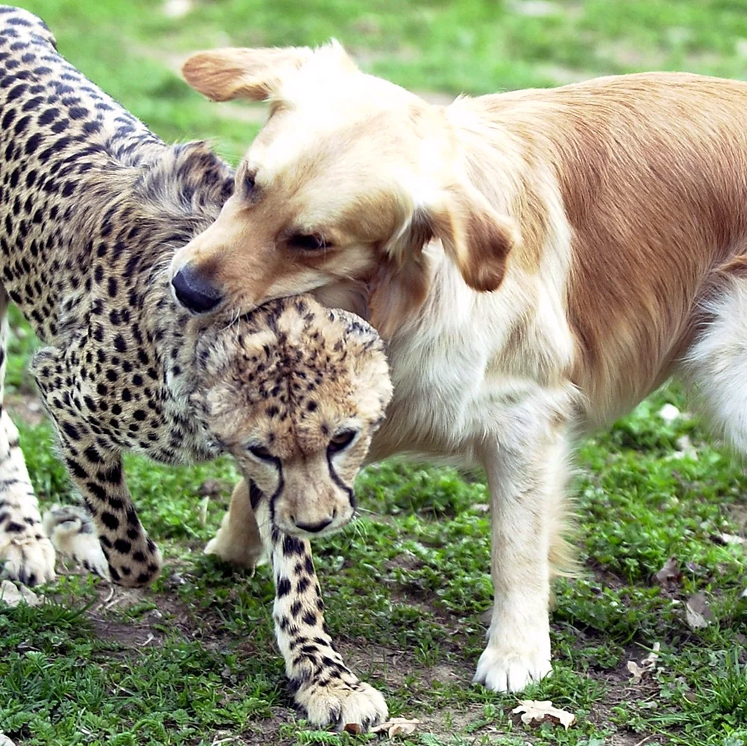 Гепард и собака