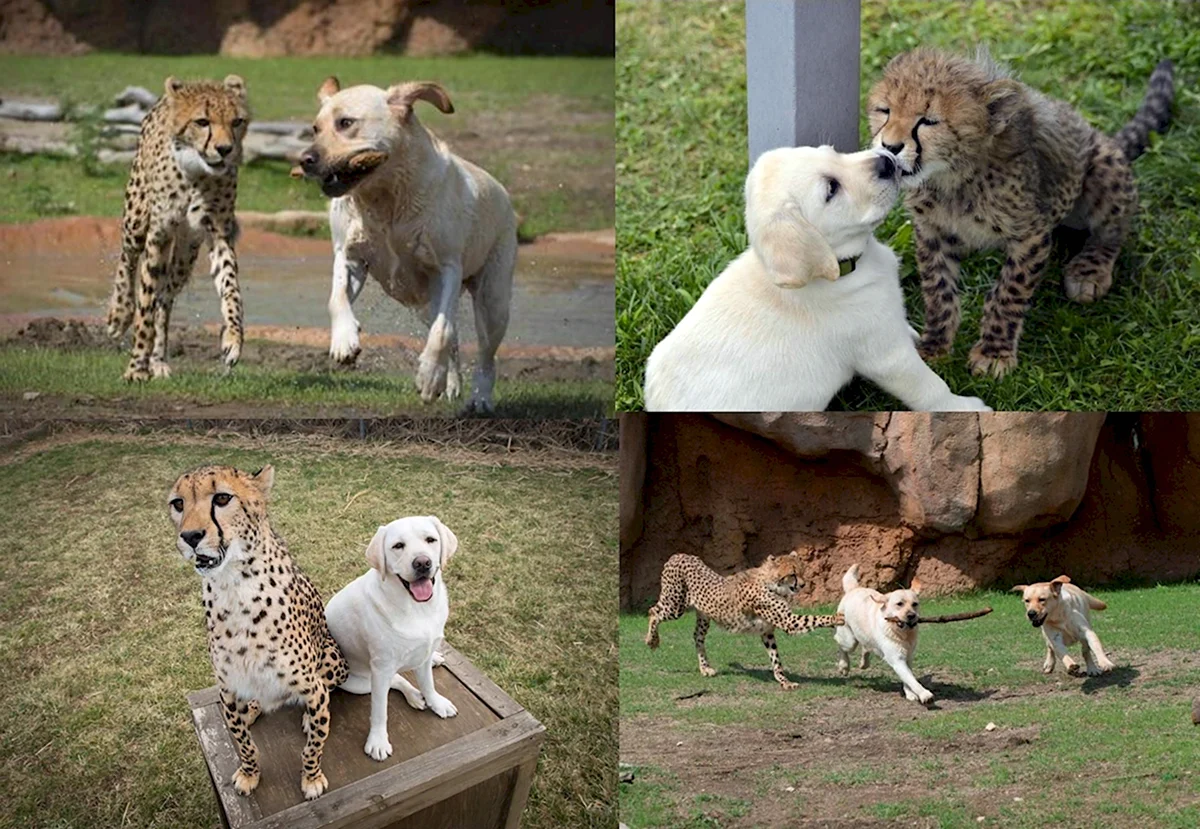 Гепард и собаки гонка