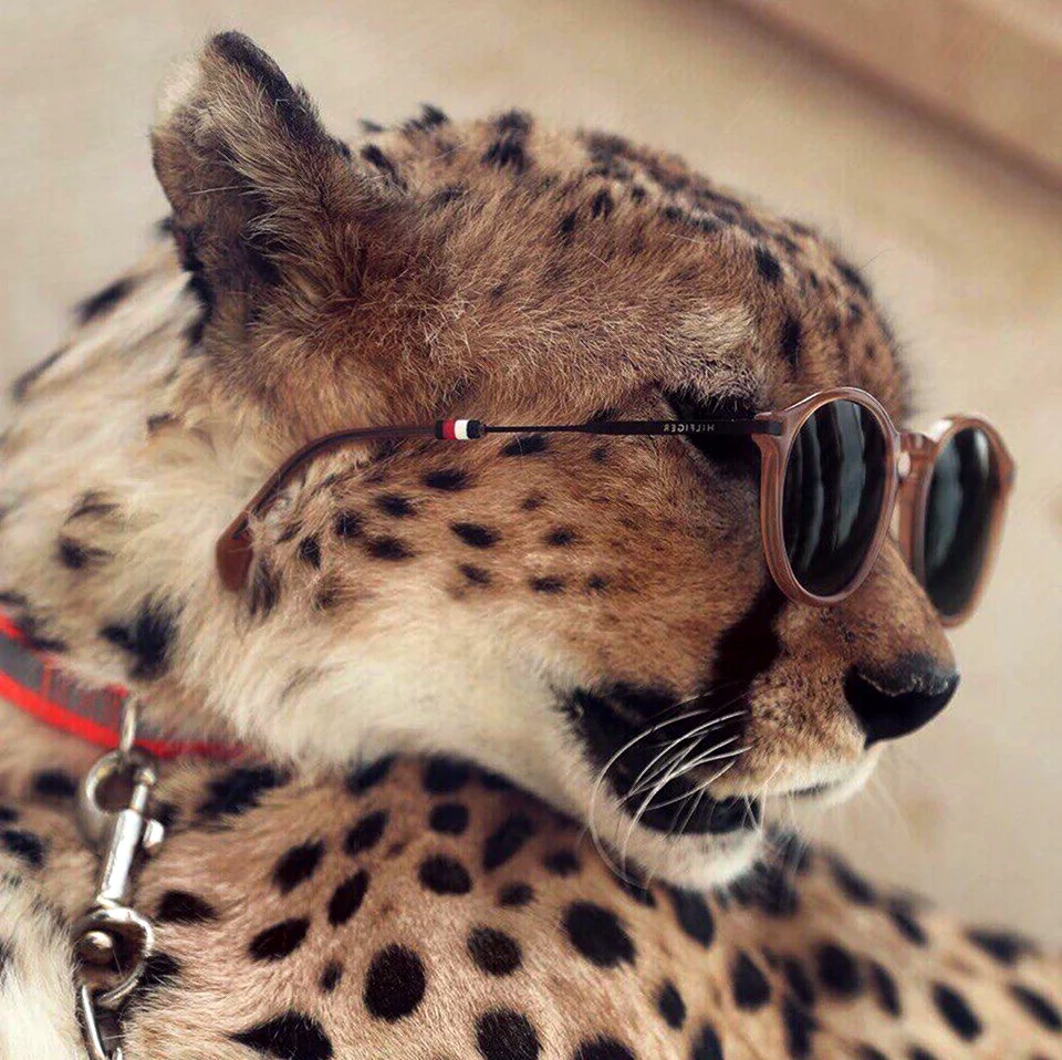 Гепард в очках