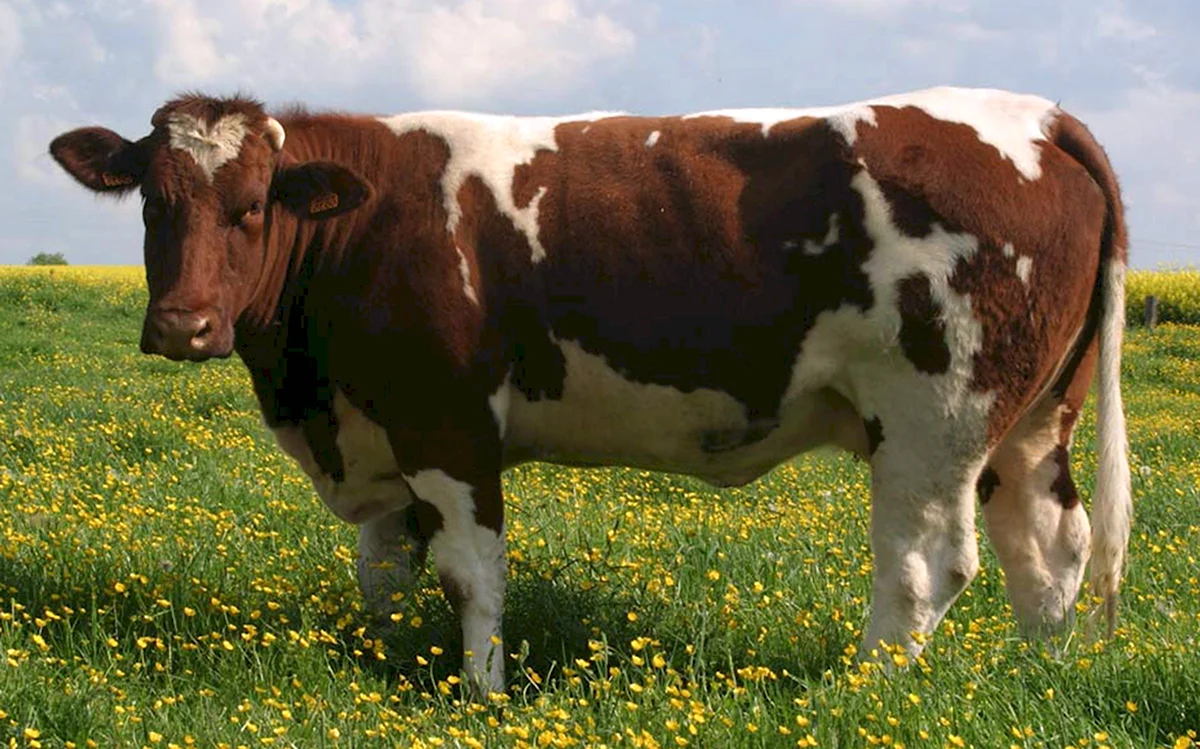 Герефордская порода коров корова