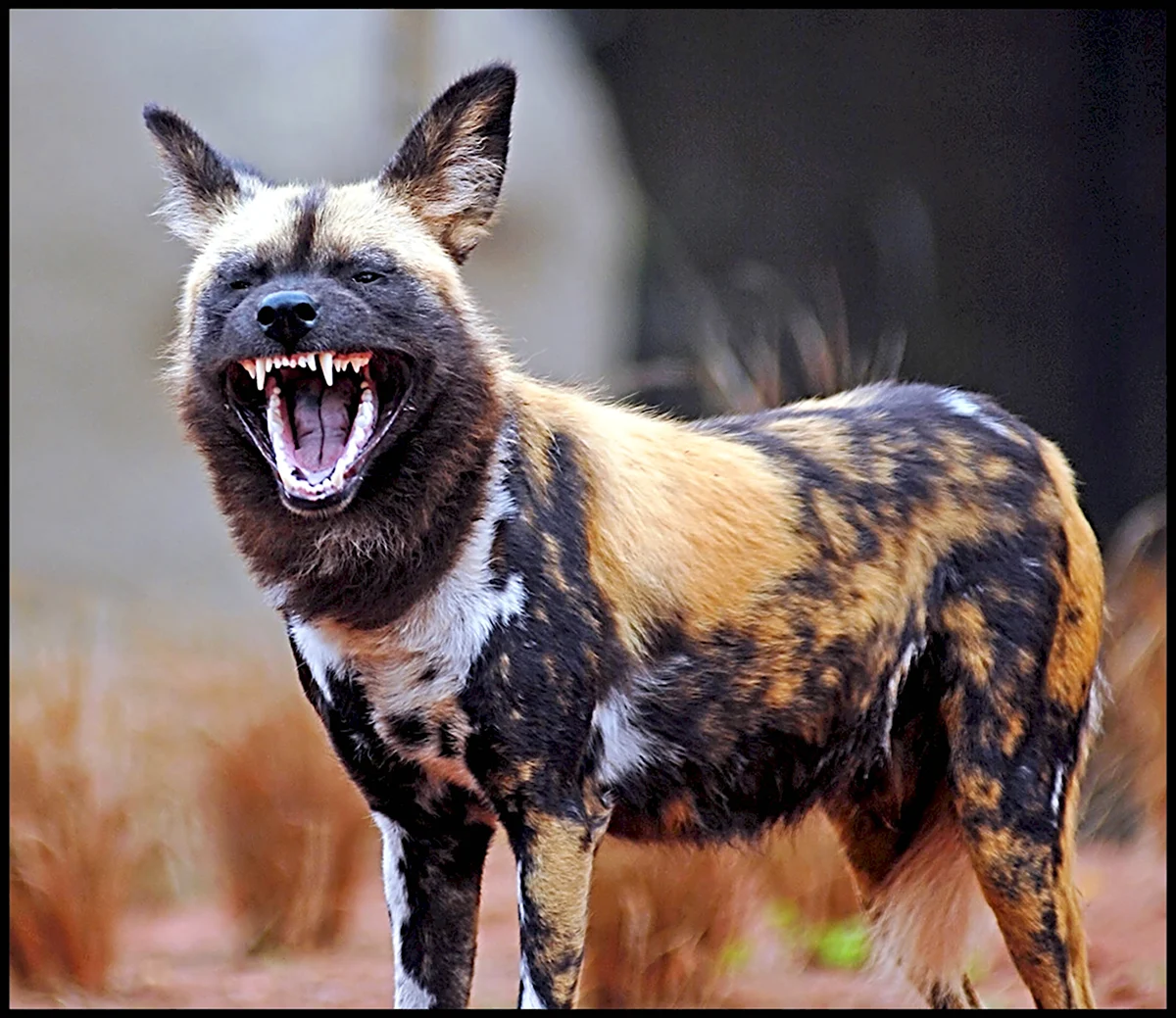 Гиеновая собака волк Африки