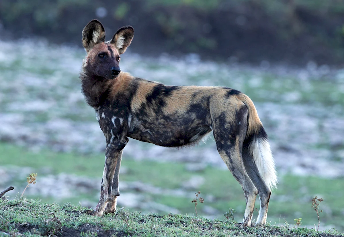 Гиеновидная собака в Танзании