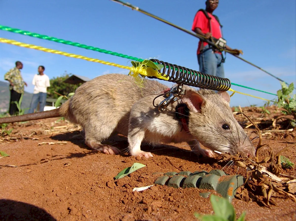 Гигантская Африканская сумчатая крыса