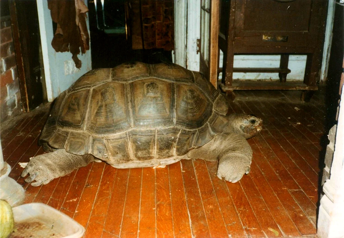 Гигантская черепаха Среднеазиатская